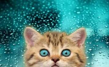 Gol libera pets dentro do avião em vôos domésticos Pet