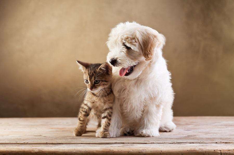 Hotéis Pet Friendly