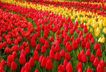Dicas Bacanas sobre Keukenhof Keukenhof - Amsterdã - foto Pixabay