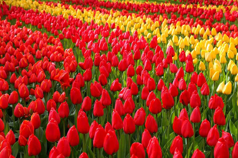 Keukenhof - Amsterdã - foto Pixabay