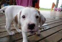 Guia de Hotéis e Pousadas Pet Friendly Hoteis Pet Friendly