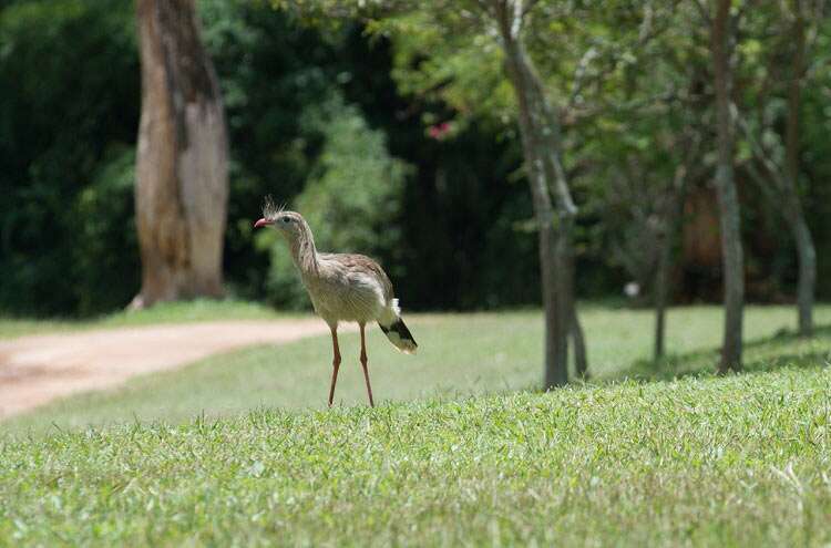 Bichos na Fazenda Capoava