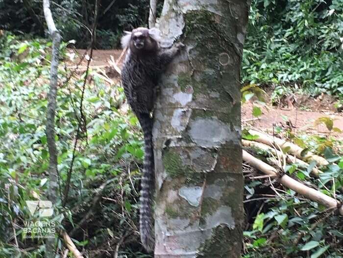 Saguis na Trilha da Pedra Bonita - Viagens Bacanas