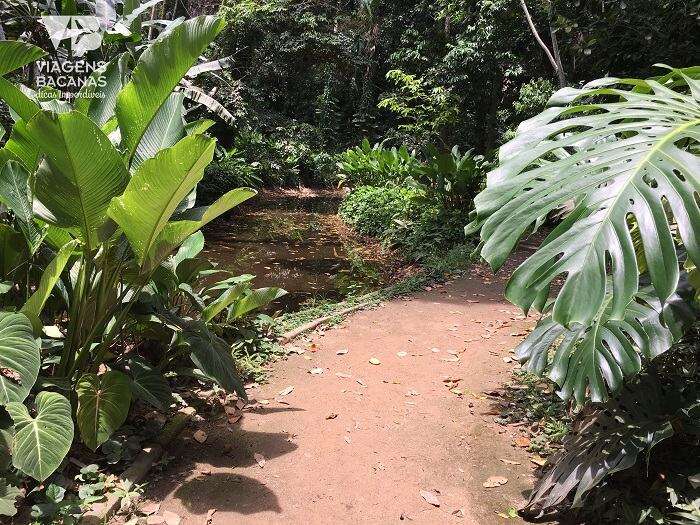 Natureza do Parque Lage - Viagens Bacanas