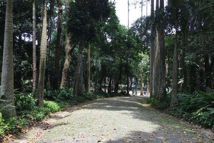 Alameda do palmeiras no Parque Lage - Viagens Bacanas