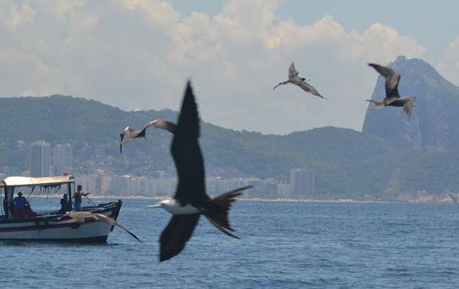 Aves nas Ilhas Cagarras - Viagens Bacanas