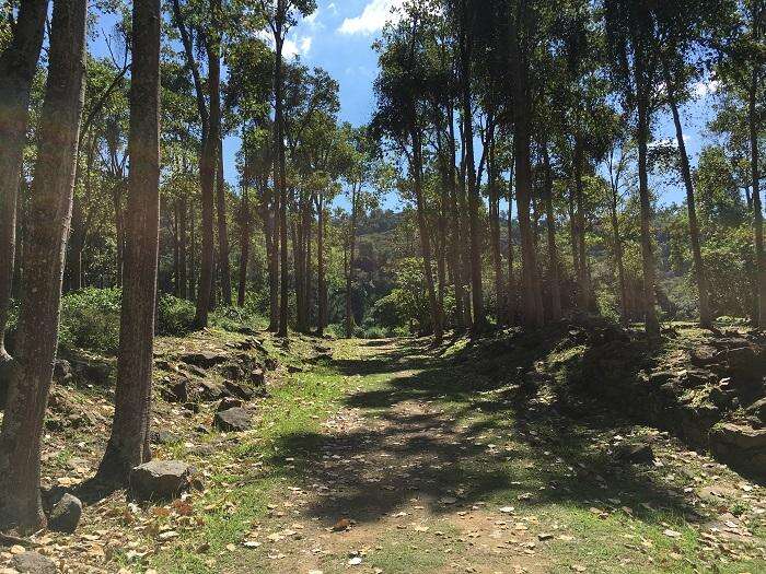 Natureza no Parque Arqueológico e Ambiental de São João Marcos 