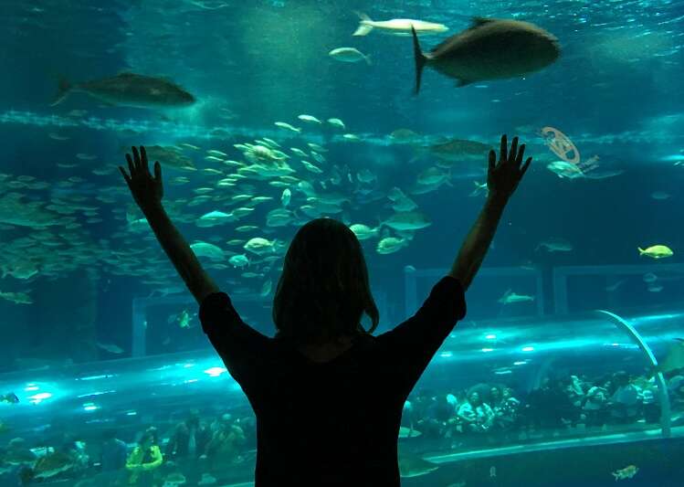 AquaRio - Aquário Marinho do Rio de Janeiro- Viagens Bacanas