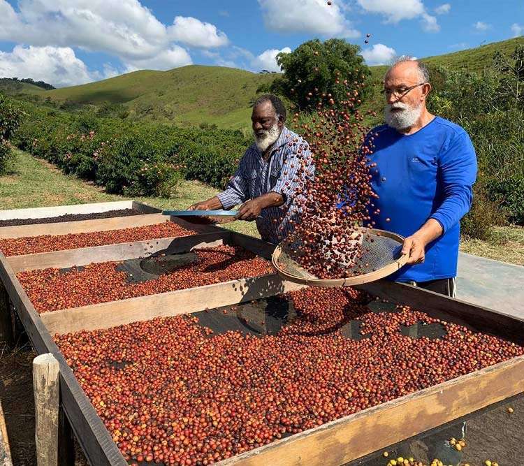 Cafezal da Fazenda Florença - Viagens Bacanas