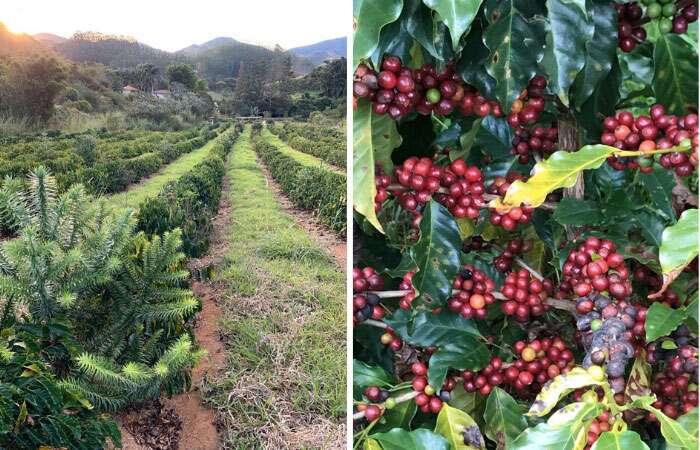 Cafezal da Fazenda Florença - Viagens Bacanas