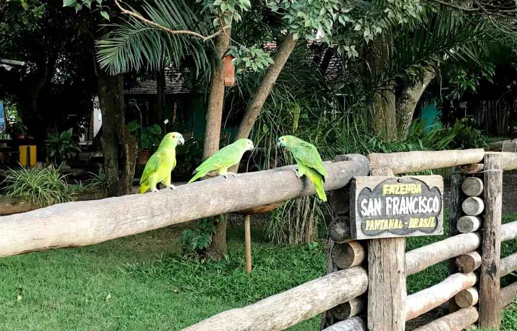 Fazenda San Francisco - Pantanal - foto Booking.com