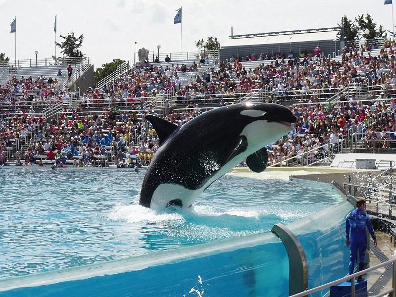 Sea World Orlando - Viagens Bacanas