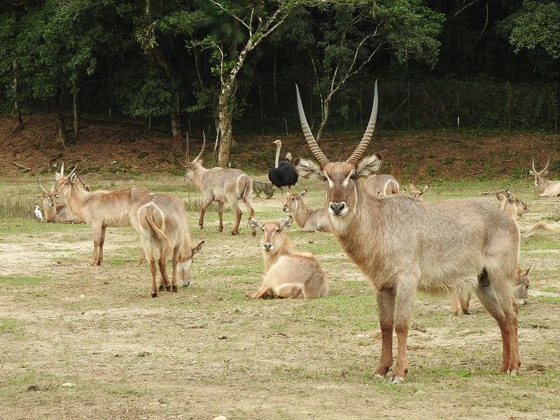 Portobello Resort Safari - animais