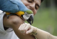 Hotéis para ver Animais e ficar cara a cara com eles Portobello Resort Safari - animais