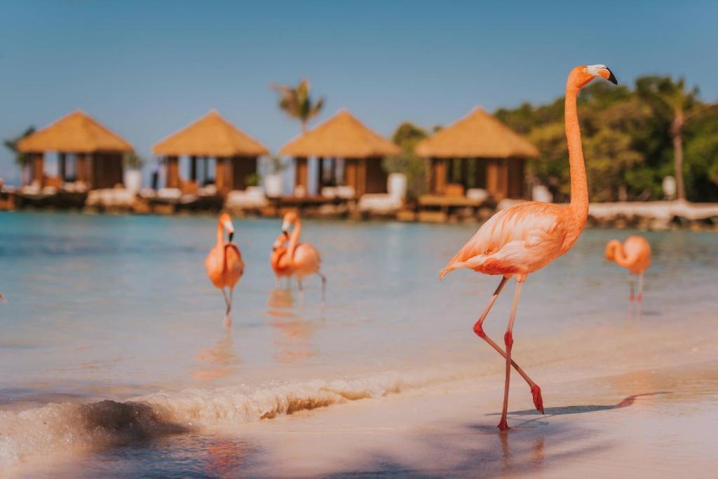 Renaissance Wind Creek Aruba Resort - foto Booking