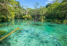 Todas as Atrações de Bonito para você planejar a sua viagem! Nascente Azul - Bonito - foto divulgação