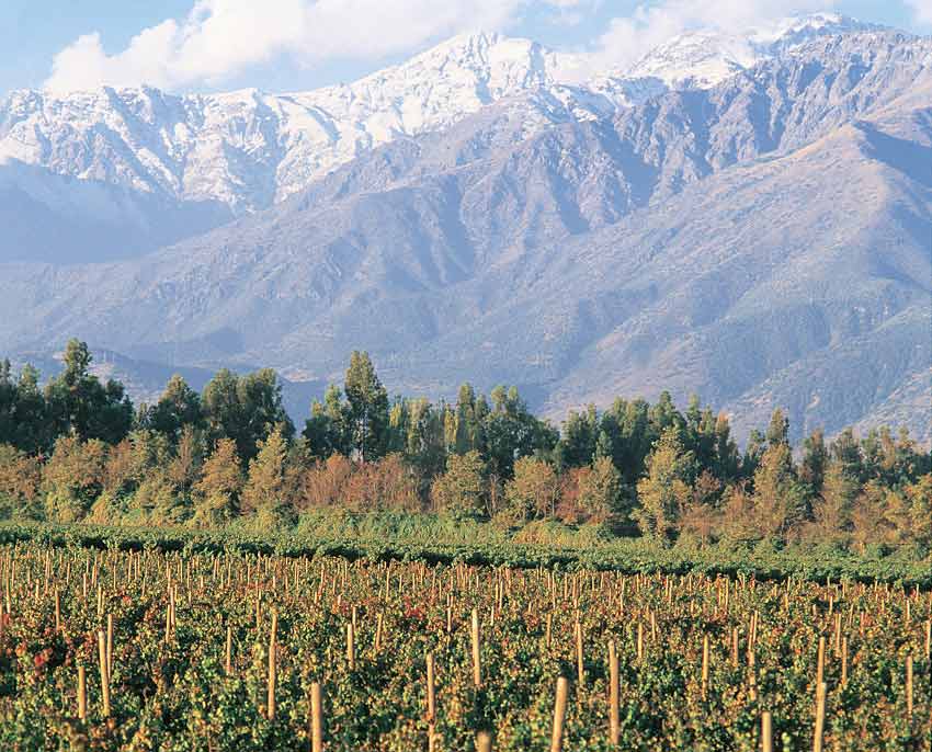 Vinícola Viña Don Melchor – Chile - foto divulgação