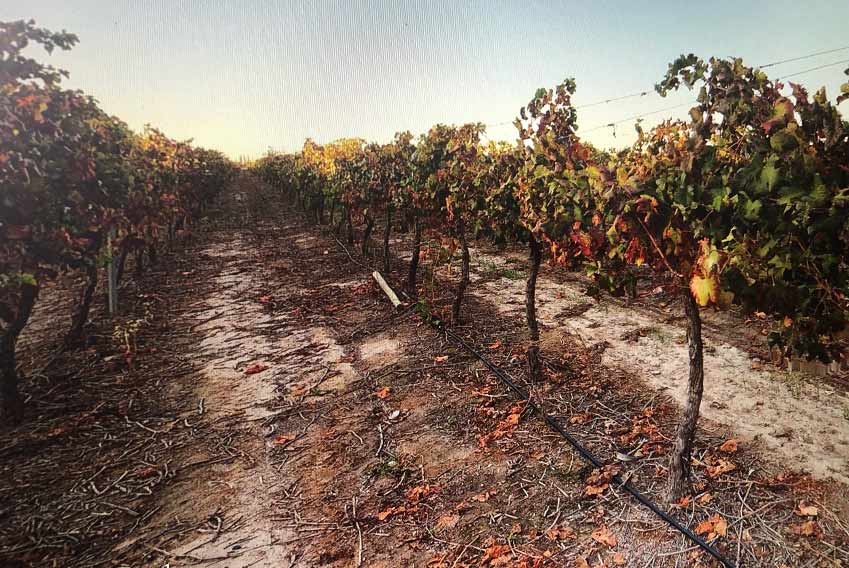 Vinhedos da Vinícola Bodega Trivento – Argentina - foto divulgação