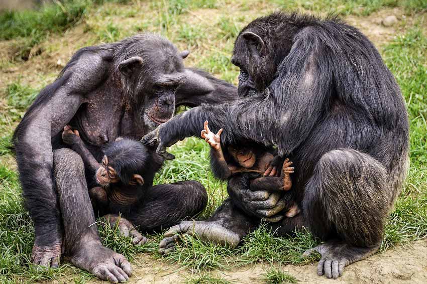 chimpanzees - foto   Pixabay