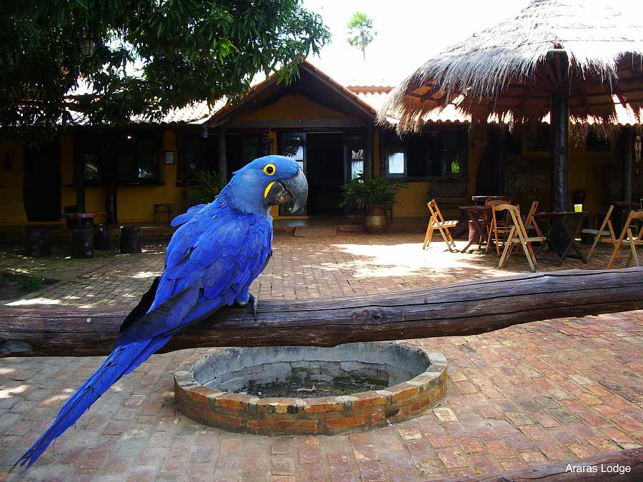 Pousada Araras Eco Lodge - foto divulgação 