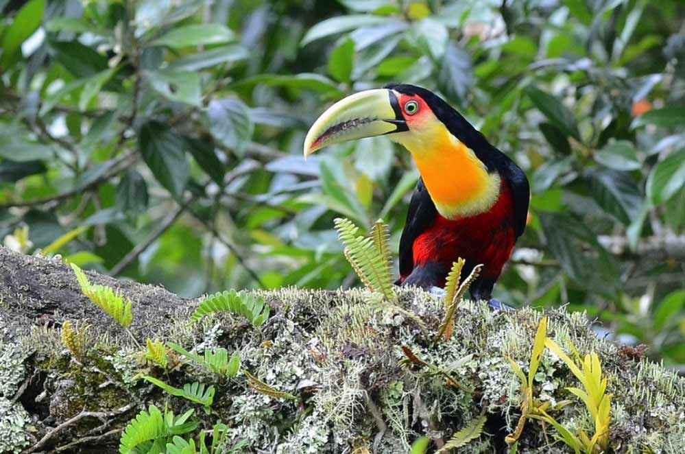 Tucano do Bico Verde - Paraiso Eco Lodge - foto de Susana e Wagner Coppede