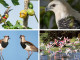 Birdwatching no Brasil: 6 Hotéis para fazer Observação de Aves no Brasil Observação de Aves