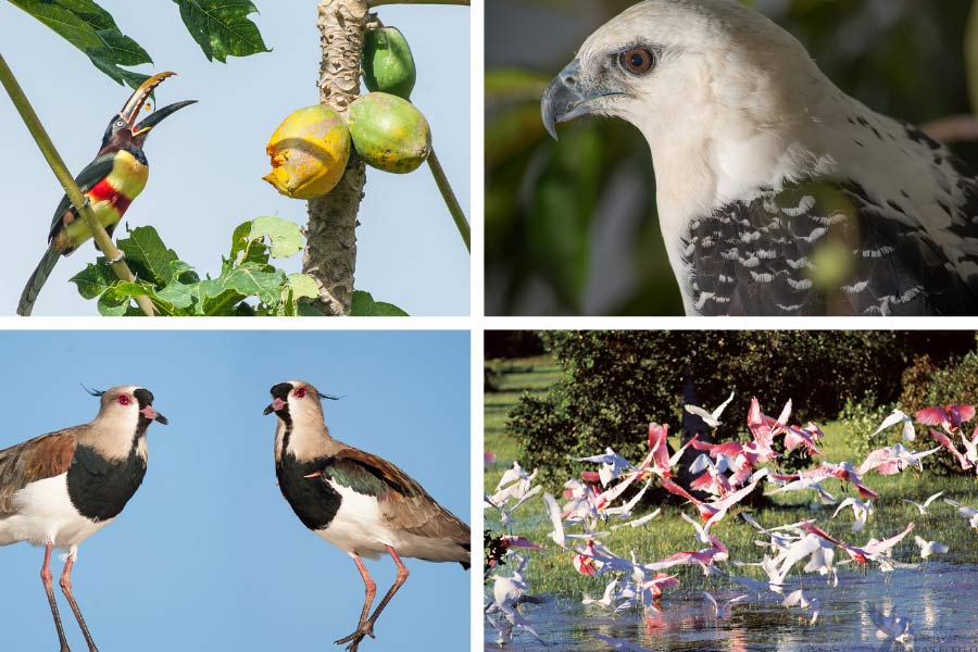 Observação de Aves