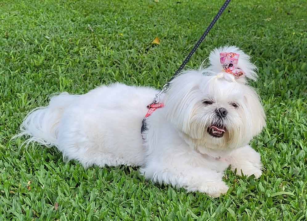 Pet na Pousada Lua e Sol