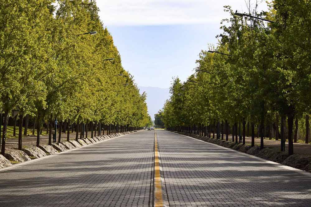 Mendoza avenida foto