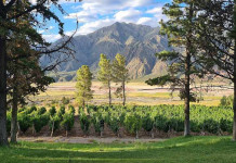 Explore as Vinícolas de Mendoza e seus vinhos Imperdíveis Mendoza - foto Pixabay