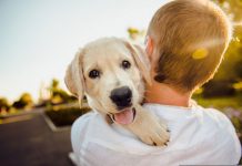 Dicas de Hotéis Pet Friendly em Santo Antônio do Pinhal Hotéis Pet Friendly em Santo Antônio do Pinhal - imagem de Helena Sushitskaya por Pixabay