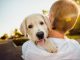 Dicas de Hotéis Pet Friendly em Santo Antônio do Pinhal Hotéis Pet Friendly em Santo Antônio do Pinhal - imagem de Helena Sushitskaya por Pixabay