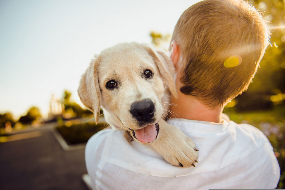 Hotéis Pet Friendly em Santo Antônio do Pinhal - imagem de Helena Sushitskaya por Pixabay