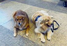 Grand Hyatt São Paulo é um hotel Pet Friendly e tem serviços exclusivos Hotel Grand Hyatt São Paulo - foto Booking.com