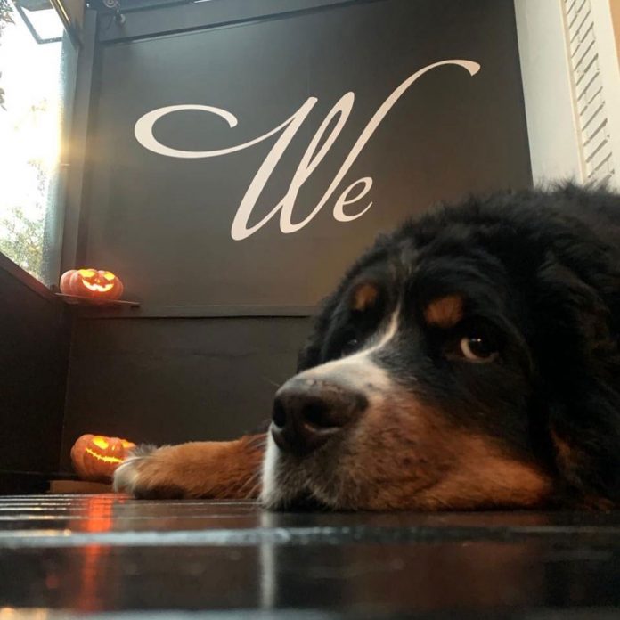 4 Dicas de Hotéis Pet Friendly em Campos do Jordão Viagens Bacanas