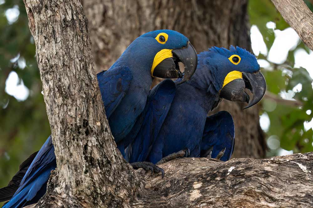 Aves da Chapada dos Guimarães - foto Marcelo Isola