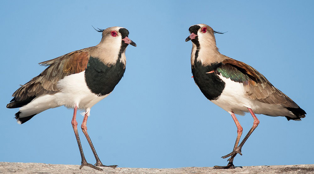 Aves na Chapada dos Guimarães - foto divulgação