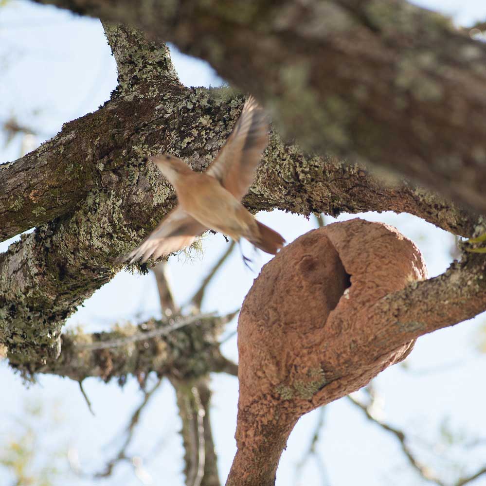 Aves na Chapada dos Guimarães - foto divulgação