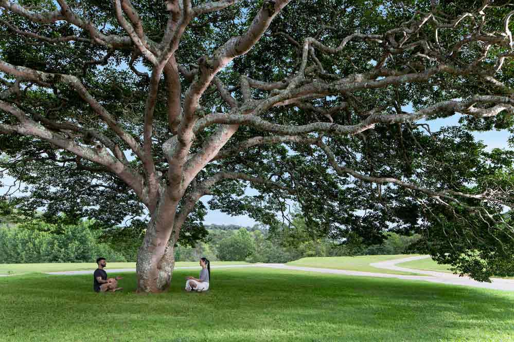 Botanique Hotel - Experiência de Meditação na Árvore Jatoba - foto divulgação
