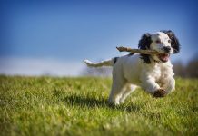 2 Dicas de Hotéis Pet Friendly em Fortaleza – Viaje com o seu Pet Hotéis Pet Friendly em Fortaleza - Imagem de Dave Francis por Pixabay