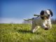 2 Dicas de Hotéis Pet Friendly em Fortaleza – Viaje com o seu Pet Hotéis Pet Friendly em Fortaleza - Imagem de Dave Francis por Pixabay