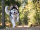 Dicas de Hotéis Pet Friendly em Santa Catarina – Viaje com seu Pet Hotéis Pet Friendly em Santa Catarina - imagem de Lazyboness por Pixabay