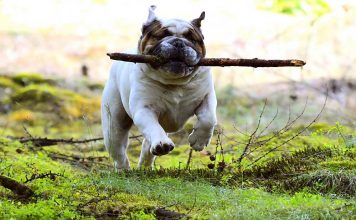 Hotéis Pet Friendly na Bahia – Viaje com seu Pet Hotéis Pet Friendly na Bahia - imagem de Daniel Borker por Pixabay