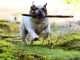 Hotéis Pet Friendly na Bahia – Viaje com seu Pet Hotéis Pet Friendly na Bahia - imagem de Daniel Borker por Pixabay