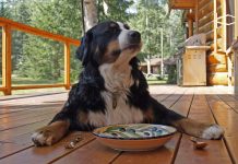 Hotéis Pet Friendly no Rio Grande do Sul – Viaje com seu Pet Hotéis Pet Friendly no Rio Grande do Sul – imagem de Brigitte Werner por Pixabay