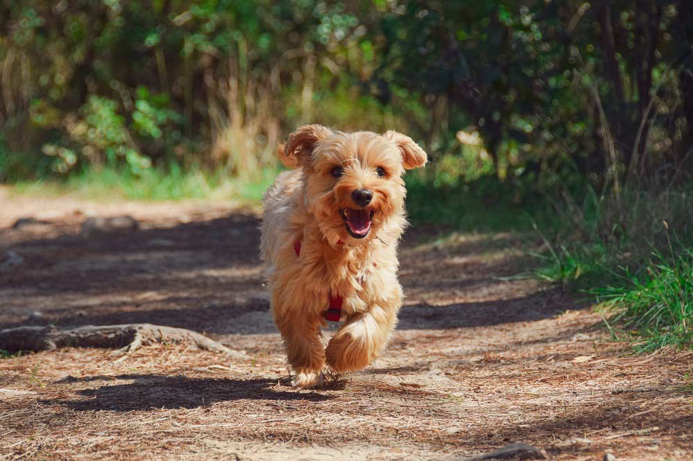 Hotéis Pet Friendly no estado do Rio de Janeiro - imagem de zoegammon por Pixabay