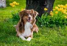 2 Pousadas Pet Friendly na Chapada dos Veadeiros – Viaje com o seu Pet Pousadas Pet Friendly na Chapada dos Veadeiros - imagem de guentherlig por Pixabay