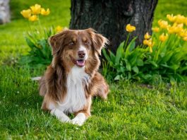 Pousadas Pet Friendly na Chapada dos Veadeiros - imagem de guentherlig por Pixabay