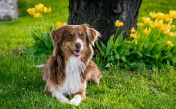 2 Pousadas Pet Friendly na Chapada dos Veadeiros – Viaje com o seu Pet Pousadas Pet Friendly na Chapada dos Veadeiros - imagem de guentherlig por Pixabay