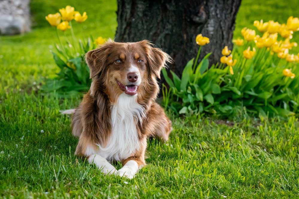 Pousadas Pet Friendly na Chapada dos Veadeiros - imagem de guentherlig por Pixabay